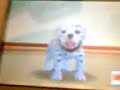 el primer concurso de thrased nintendogs 