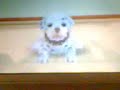 el primer concurso de thrased nintendogs 