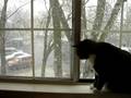 videos de Watson Watching Snow Fall