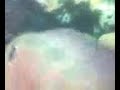 flowerhorn female0005.mp4