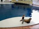 michael-jackson-smooth-criminal-walrus-dance.html