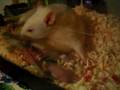 Momma rat giving birth 