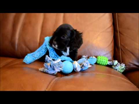 Teddy Chocolate Male Cocker Spaniel Puppy for sale