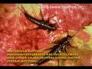 WPCAMR Video Diaries:  Something Fishy Going On