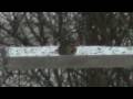 videos de 20090107 song sparrow