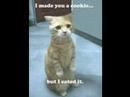 Funny Cats