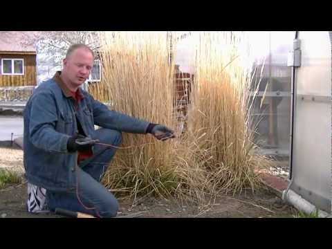 how to trim grass bushes