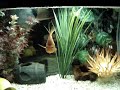 Pez Perico (Parrot Fish)