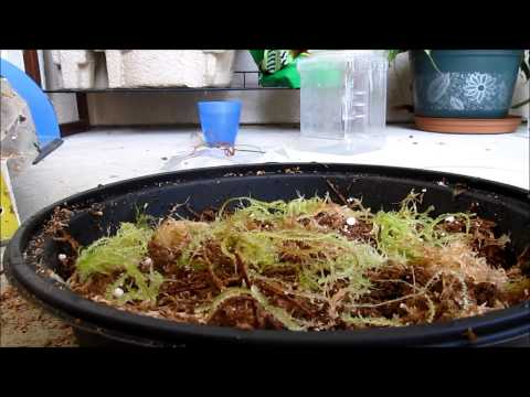 how to fertilize moss