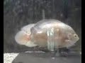 oscar cichlids 2 oscar cichlids 2