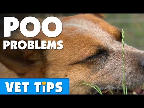 how to relieve constipation in dogs