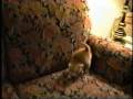 videos de Kitten Spooked by Camera-Headed Monster