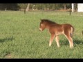 The 2008 foals of Mulligans Run Farm - continued