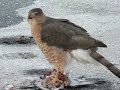 Hawk eating dove