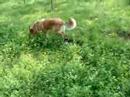 Nuka enseñando a caminar con correa 1