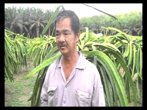how to fertilize a dragon tree