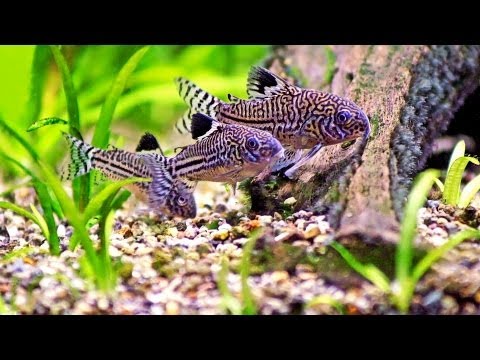 how to care aquarium fish