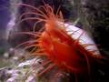 [My PETS] Electric Red Flame Scallop