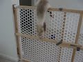 Pet Gates Are No Match For Kitty Stillpet Gates Are No Match For Kitty Still