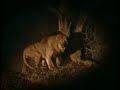 nomadic lions fight to the finish 