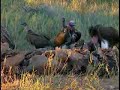 nomadic lions fight to the finish 