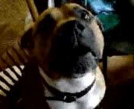 staffy