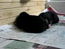 irma bernese mountain dog - puppies 4 days old