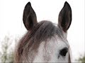 la-passion-de-l-quitation-.html