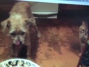 ALPO Real Meat Moments Video Contest