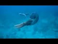 Sea Monsters 3D -  Urgiganten der Meere