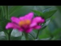 Canon 7D video test, comparing 5 lenses 17mm-250mm