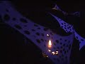 Magic Jungle 2007 I