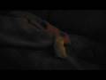videos de Tanzende Rennmaus.mpg