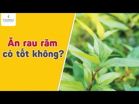 Vì sao rau răm tốt nhưng lại chớ nên ăn nhiều? Vì sao rau răm tốt nhưng lại chớ nên ăn nhiều?