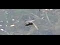 schaatsenrijder schaatsenrijder