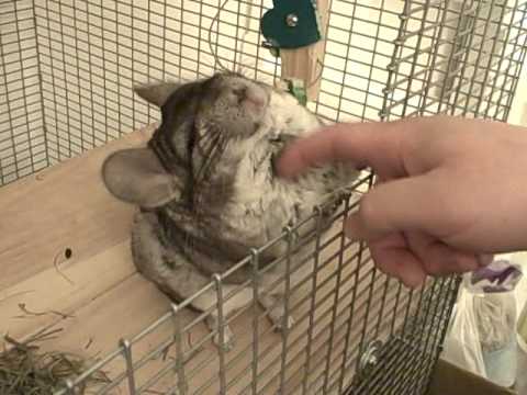 Comment bien masser son Chinchilla