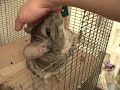 chinchilla massage chinchilla massage