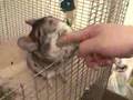 chinchilla massage