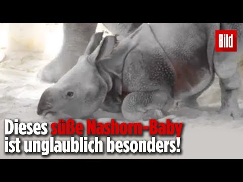 Miami/USA: Medizinische Sensation im Zoo Miami - Nashorn durch künstliche Befruchtung geboren