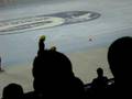 videos de ISU 500m Ladies  Final A PNE 2008
