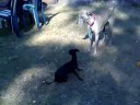 Pighunt and rathunt