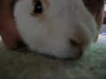 Rabbit massage