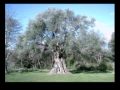 Mahmoud Migri - Dar Jdoudna Mahmoud Migri - Dar Jdoudna