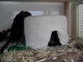 Rennmaus vs. Toilettenpapierhaus^^