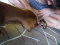 Rosco & Sally pt. i