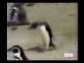 Chav pingu funny
