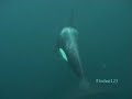Killer Whales In the Wild