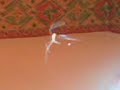 SPIDER JUST \"DROPPED IN\"! SPIDER JUST \"DROPPED IN\"!