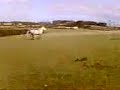 Casper gallopin in da field