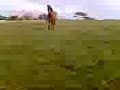 Casper gallopin in da field